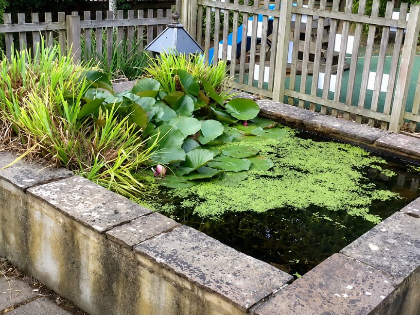 nursery-pond Nursery pond